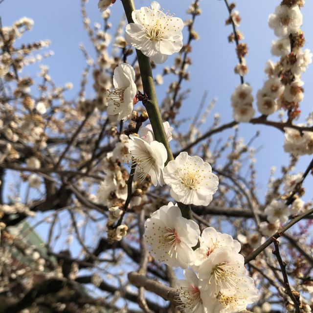 【京都】北野天満宮に行ってきた！