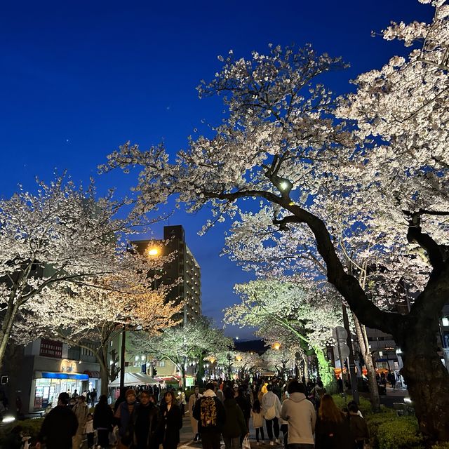 4年ぶりのひたちさくらまつり🌸