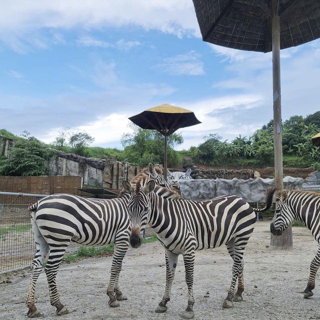 Be Mesmerized at Clark Safari Adventure Park