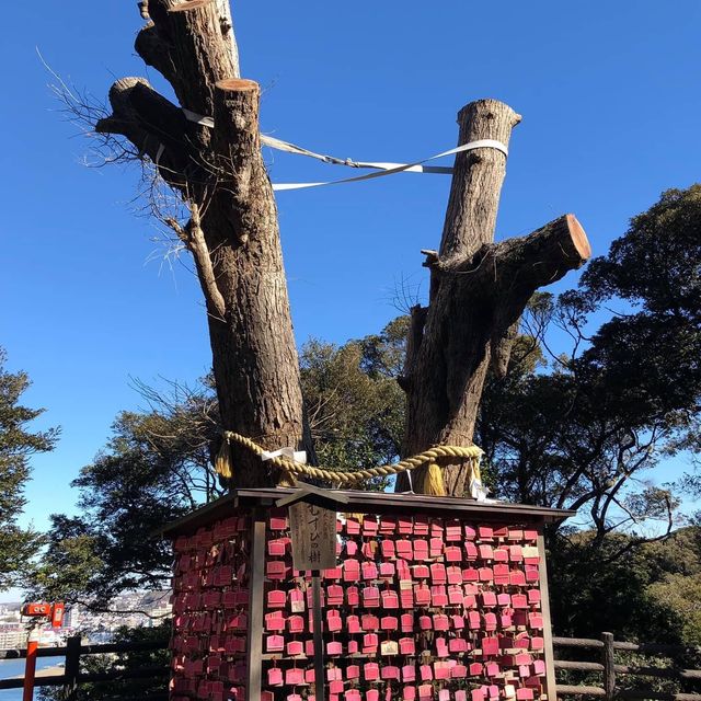 東京一小時車程近郊半日遊🫶🏻🫶🏻江島神社⛩️欣賞美麗海岸