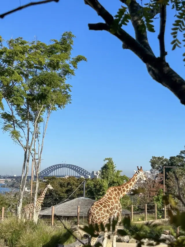 Sydney 絕美動物園 — Taronga Zoo