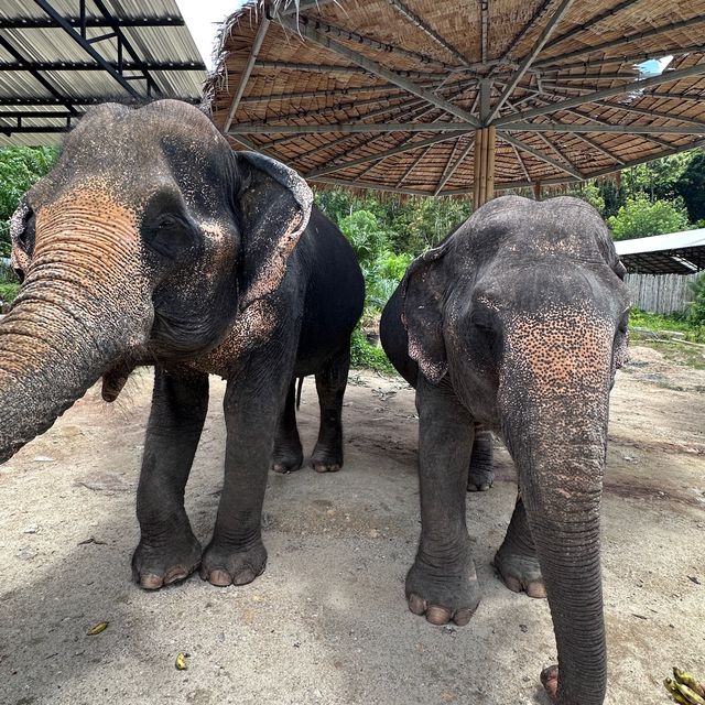 The best day of your life with Elephants 🐘🌿