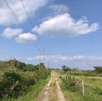 【沖縄 竹富島】一度は行っておきたい竹富島