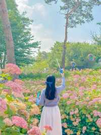서울 근교에서 가볍게 만날수 있는 수국 꽃밭💖