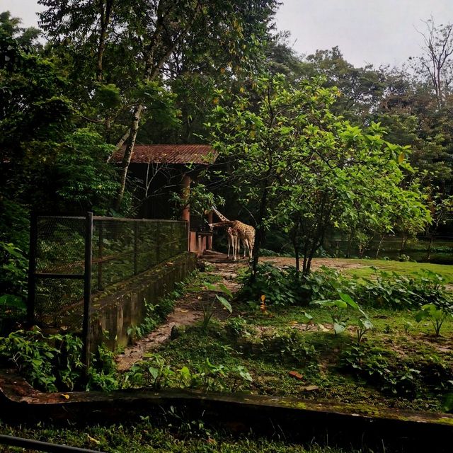 Best Zoo 🌺