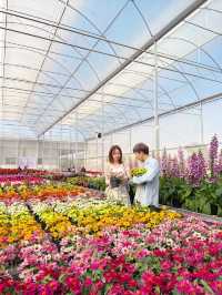 AGA Happy farm สวนดอกไม้แม่แตง เชียงใหม่