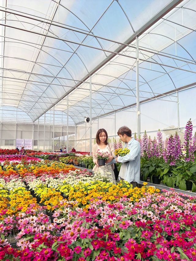 AGA Happy farm สวนดอกไม้แม่แตง เชียงใหม่