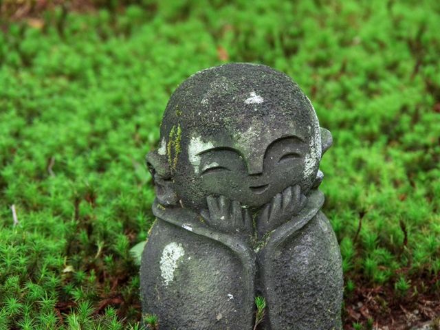 【京都市】青葉に映える緋毛氈🟥🌿