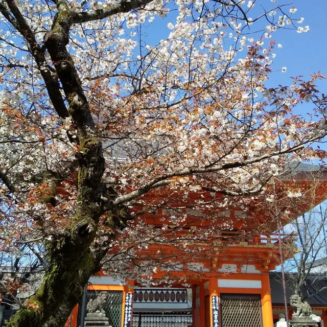 京都八坂神社の桜は、三分咲きだけど綺麗だった。