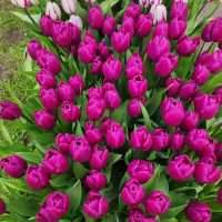 世界第一的後花園 荷蘭 keukenhof 庫肯霍夫花園