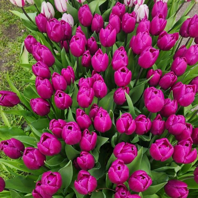 世界第一的後花園 荷蘭 keukenhof 庫肯霍夫花園