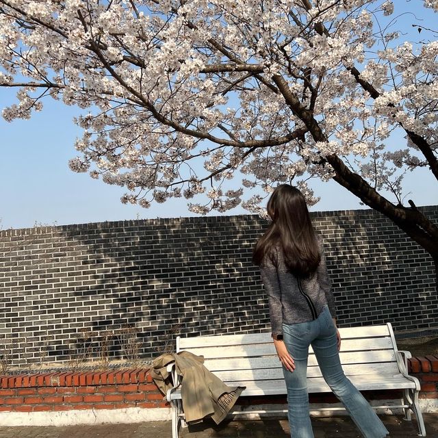 서촌벚꽃핫플🌸정독도서관