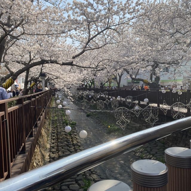 [진해 군항제] 와 올해도 역시 군항제 최고네요🌸 벚꽃은 “군항제”로