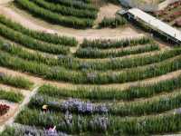 Songkhla Flower Farm ... หาดใหญ่ จ.สงขลา