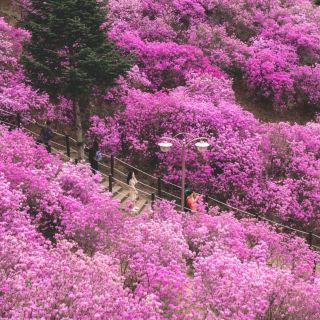 首爾附近的紫色旅遊勝地“富川真達來山”