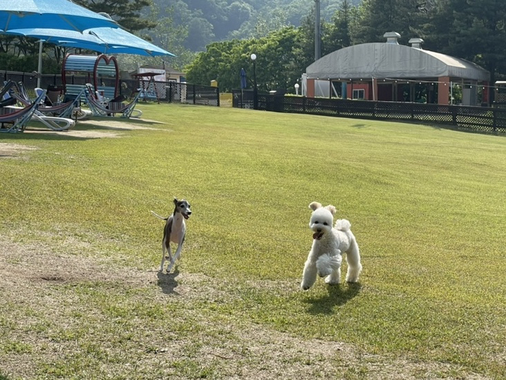 Running around on the natural grass with my dog💚 Yangji Pine Pet Park