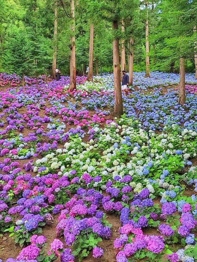 올해도 역대급 수국천국 예정인 보성 숲정원 윤제림🩷