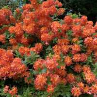 Colorful Rhodendendrum at London’s Kenwood House 