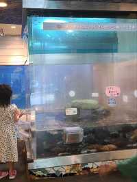 【福井】入館無料で楽しめる水族館