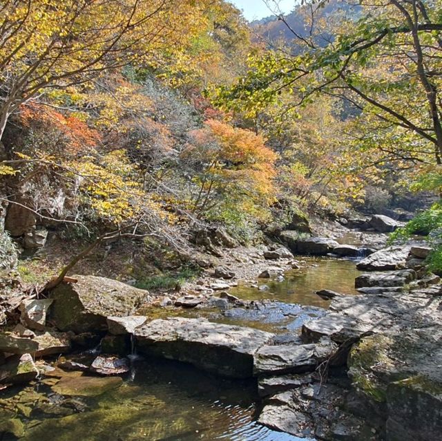 新楓葉團推薦💜剛泉山群立公園