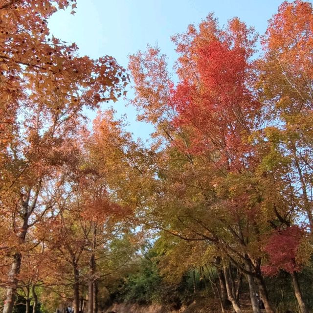 紅叶斜落我心寂寞時!