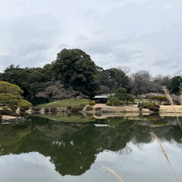 初春吹向大地 新宿御苑賞💐💐