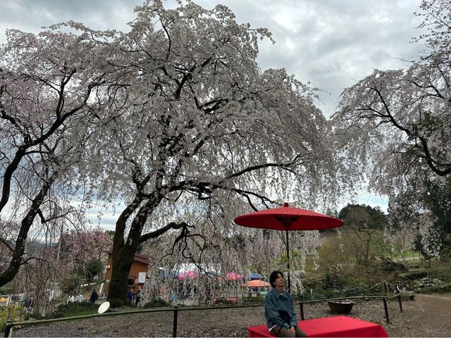 【福岡】浮羽と秋月の桜と琴平温泉