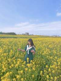 포항항에서 만난 노오란 유채꽃밭 🌼💛