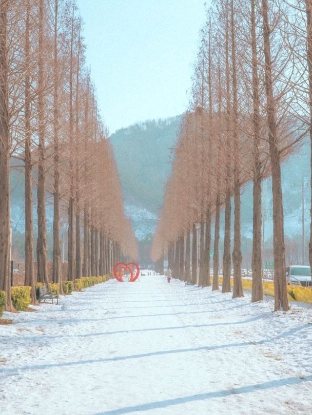 사계절 내내 아름다운 이곳 "덕산 메타세콰이어길 "