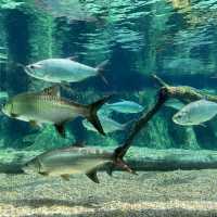 River Wonders