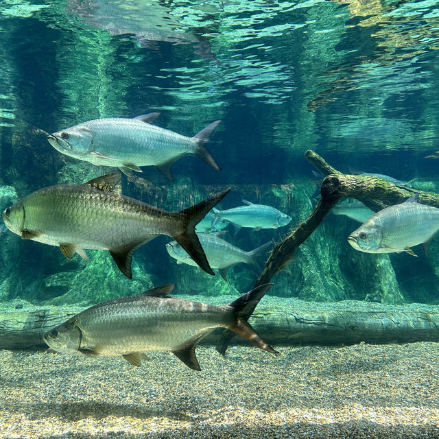 River Wonders