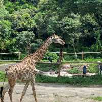 深圳野生動物園