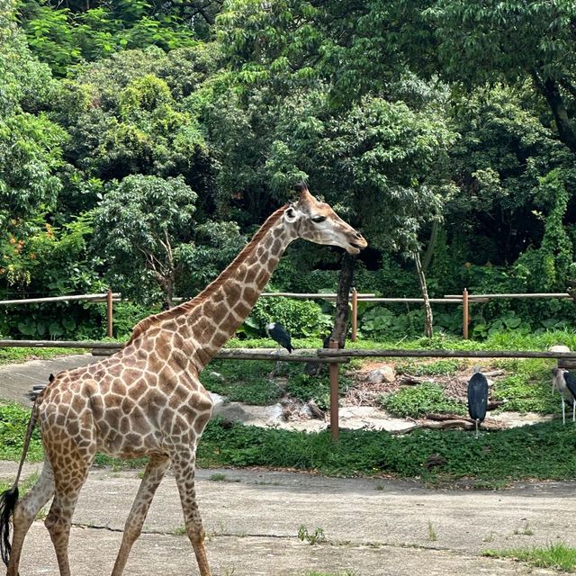 深圳野生動物園
