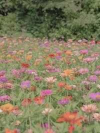 백일홍이 가득 피어있는 비밀정원 🦋🌼