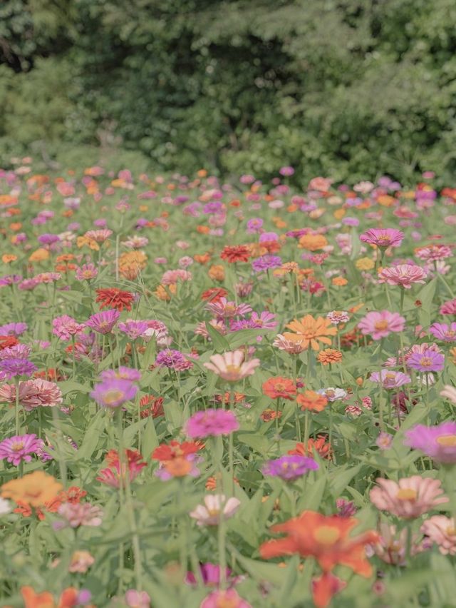 백일홍이 가득 피어있는 비밀정원 🦋🌼