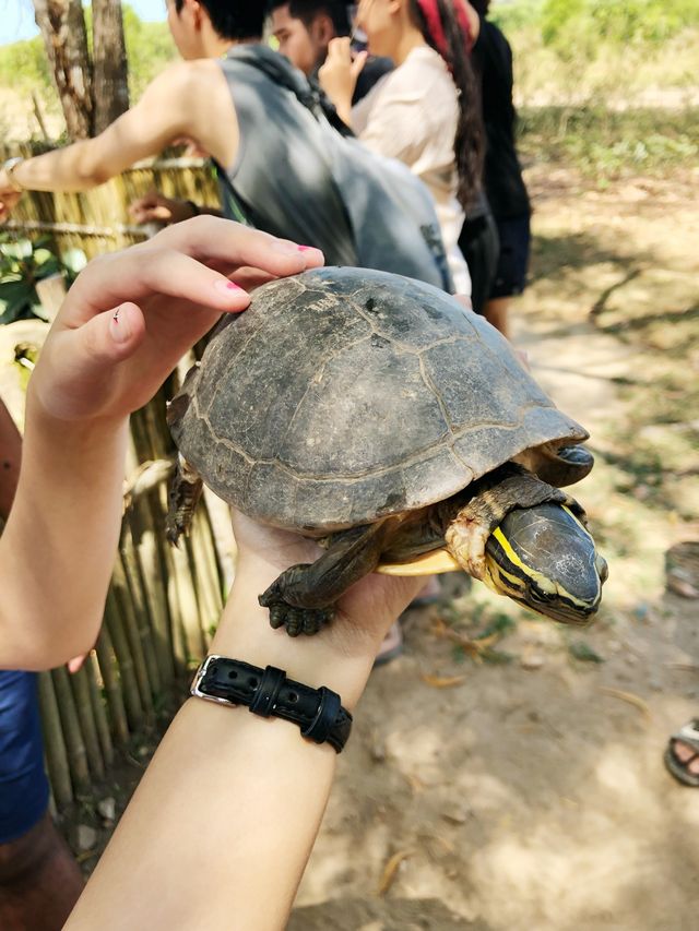 Calauit Safari - Best part of Coron, Palawan Tour!