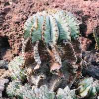 荷蘭🇳🇱 Hortus botanicus Leiden萊頓植物園🌵🪴室內篇