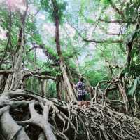 ไทรโบรา​ณเมืองพังงา