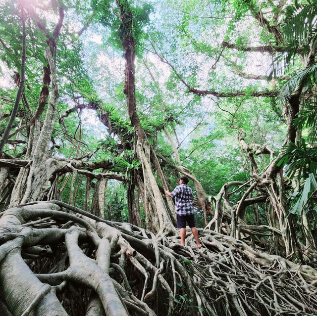ไทรโบรา​ณเมืองพังงา