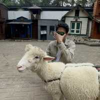 Dutch atmosphere farm house Lembang