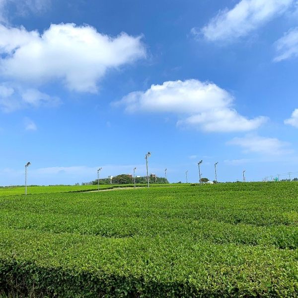 제주녹차밭 구경하기💚 “오설록 티 뮤지엄”🍵