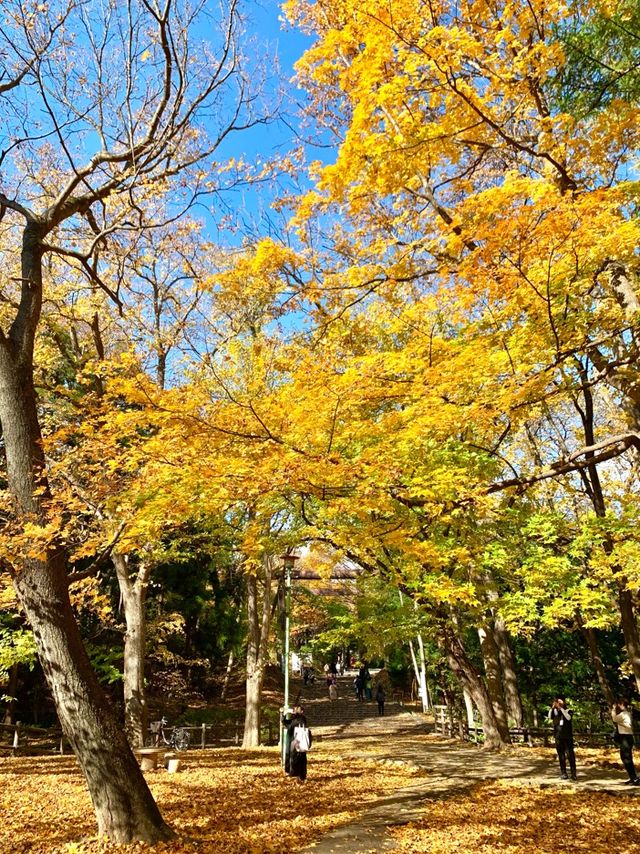 北海道　北海道観光　錦秋の札幌　札幌円山公園の紅葉が見頃！