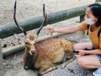 Feeding the deer in Nara 