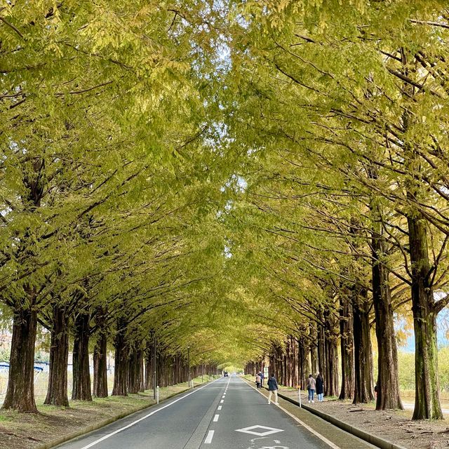 Metasequoia Majesty: Nature's Elegance