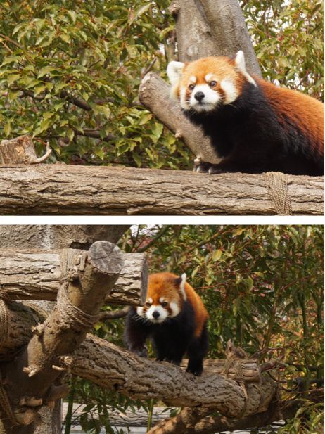 阪急電車の駅からすぐ！王子動物園