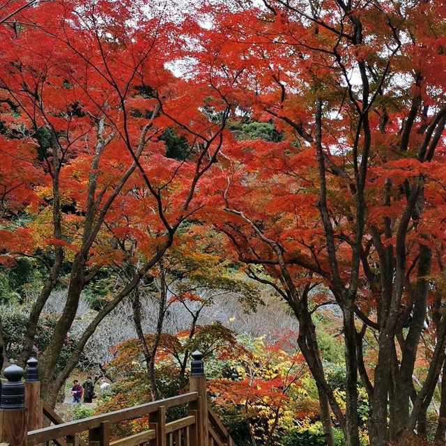 autumn vibes at Atami Plum Garden