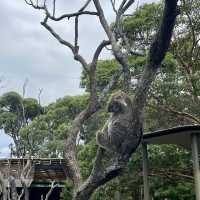 Huge Zoo in Sydney, Australia