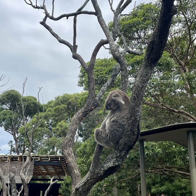 Huge Zoo in Sydney, Australia