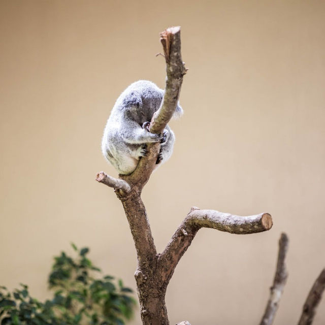 Animal Adventure at Singapore Zoo