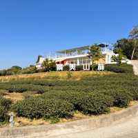 景美山林茶園&山月茶屋/桃園寵物友善網美景點